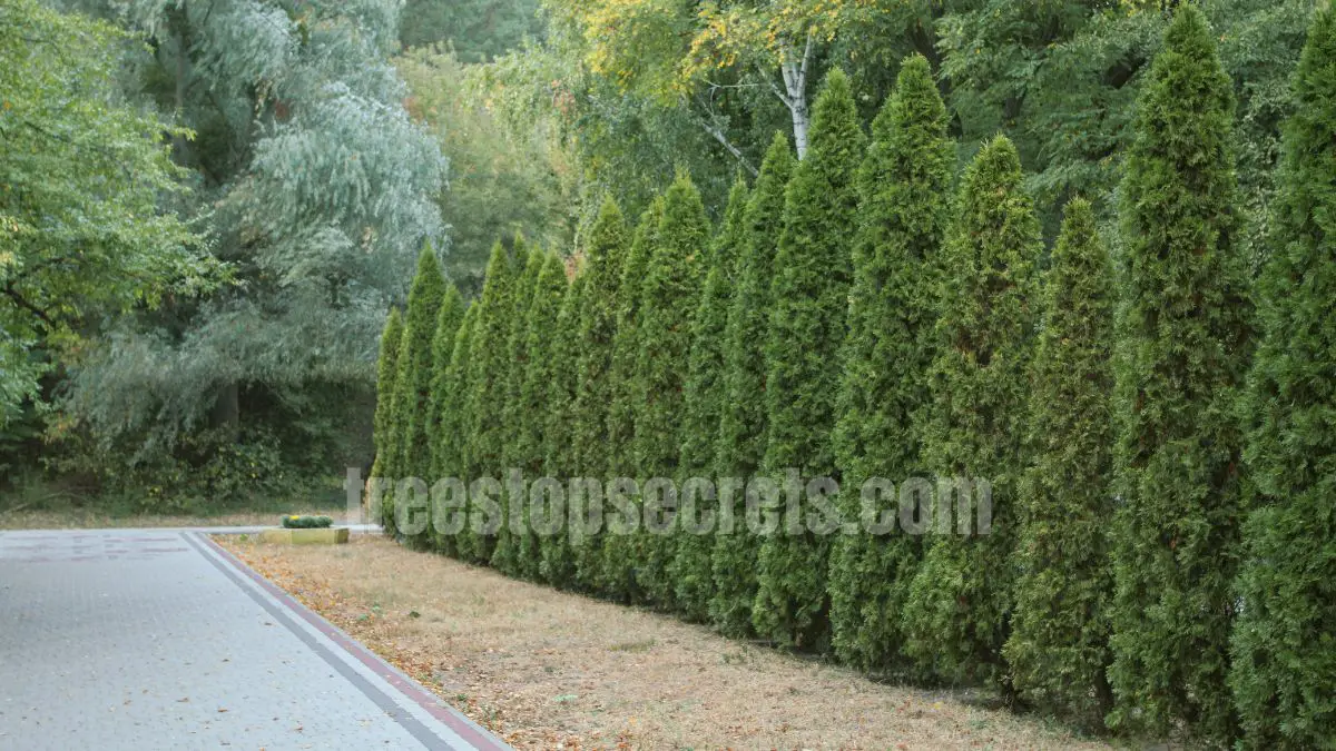 15 Fast Growing Trees for Privacy (With Growth Rates & Pictures) 9 Thuja Green Giant evergreen trees forming a fast privacy hedge