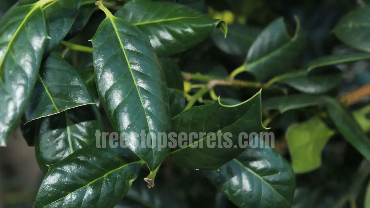 15 Fast Growing Trees for Privacy (With Growth Rates & Pictures) 16 Nellie Stevens holly tree with red berries used for privacy hedge