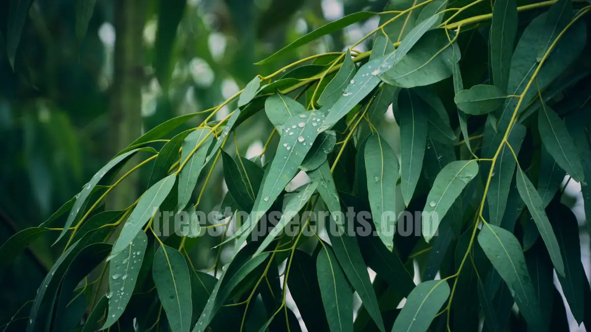 15 Fast Growing Trees for Privacy (With Growth Rates & Pictures) 14 fast growing eucalyptus tree with peeling bark
