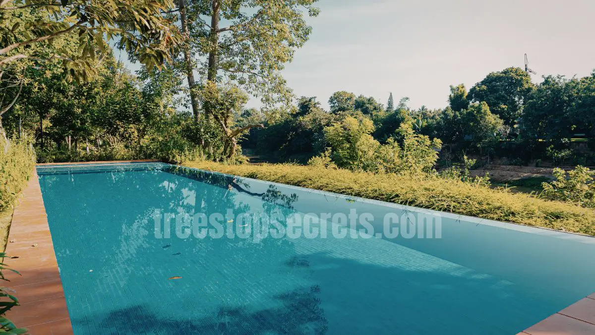 15 Fast Growing Trees for Privacy (With Growth Rates & Pictures) 10 American sycamore tree with distinctive patchy bark