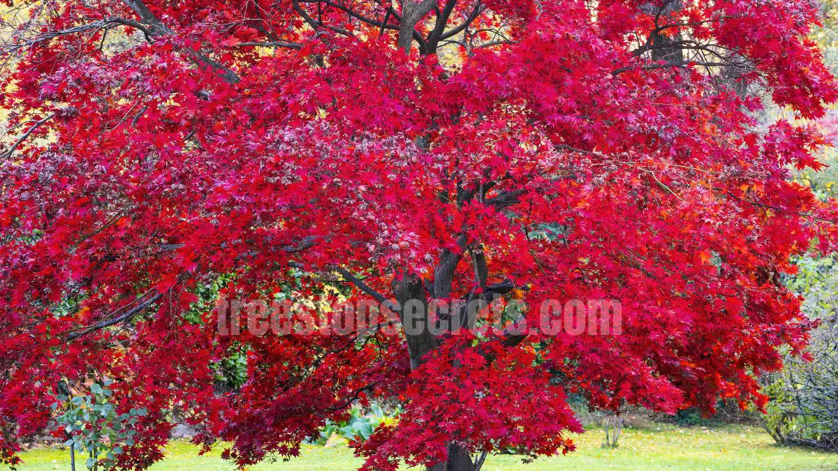 15 Fast Growing Trees for Privacy (With Growth Rates & Pictures) 11 red maple tree showing vibrant red autumn leaves
