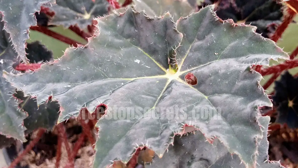 15 Fast Growing Trees for Privacy (With Growth Rates & Pictures) 6 silver maple tree with distinctive silvery leaves