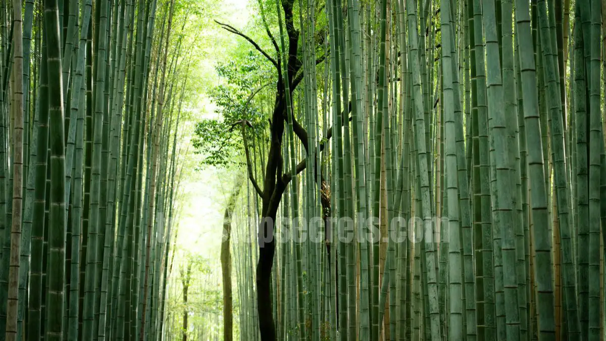 15 Fast Growing Trees for Privacy (With Growth Rates & Pictures) 12 bamboo plants forming a dense natural privacy barrier